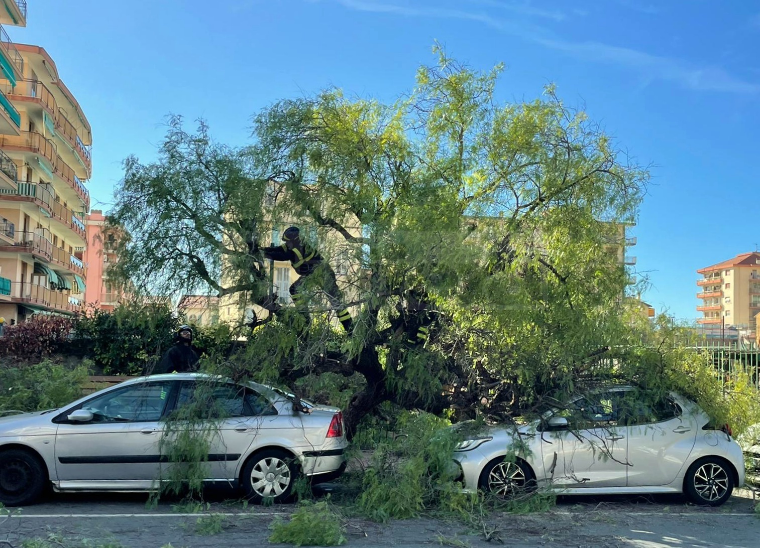 Albero Crolla Su Due Auto Tragedia Sfiorata A Ventimiglia Prima La