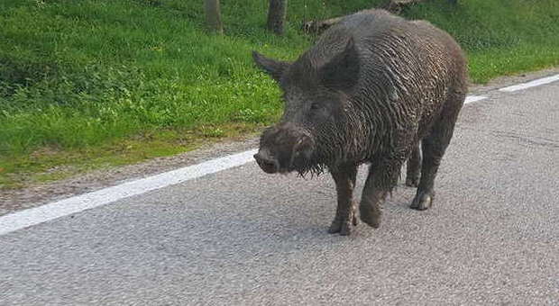 Cinghiale “stende” cacciatore in moto sulla strada per Villa Faraldi