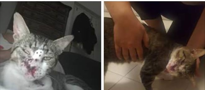 Allarme per un killer dei gatti a Sanremo: spara pallini contro i randagi