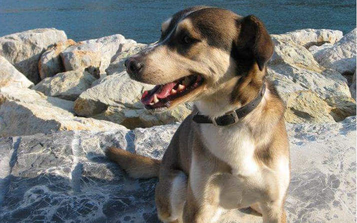 A CERIANA SI E’ PERSO BALTO. L’APPELLO DEL PADRONE