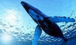 A Sanremo arrivano i "Giorni della Balena" tanti eventi dedicati agli abitanti del nostro mare