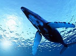 A Sanremo arrivano i "Giorni della Balena" tanti eventi dedicati agli abitanti del nostro mare