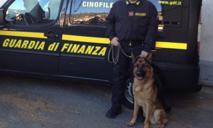 A Ventimiglia il 24° raduno degli animali. Special guest il cane antidroga Zaffo