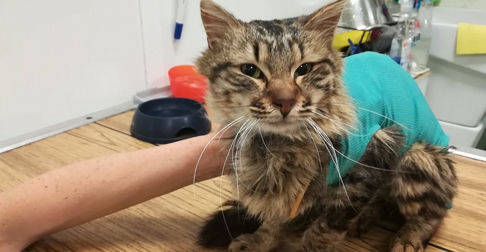 ADDIO CASPER/ IL MICIO TROVATO AGONIZZANTE A MONTALTO NON CE L’HA FATTA