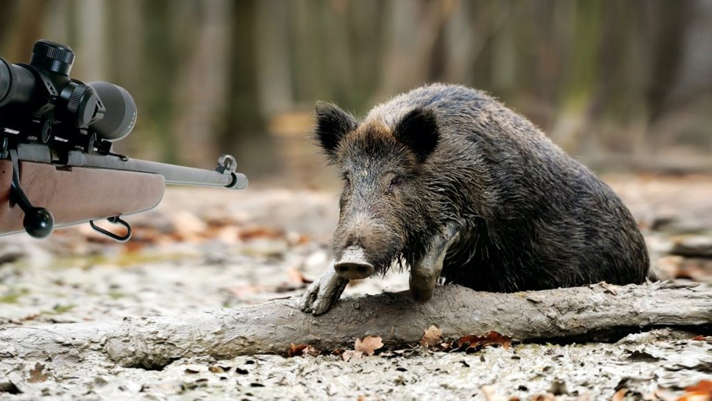 Animali selvatici raddoppiati: allarme Coldiretti Liguria “Servono misure straordinarie”