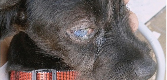 BLACK METICCIO DI 5 MESI RISCHIA DI PERDERE L’OCCHIO/ GARA DI SOLIDARIETA’ PER PAGARE LE CURE