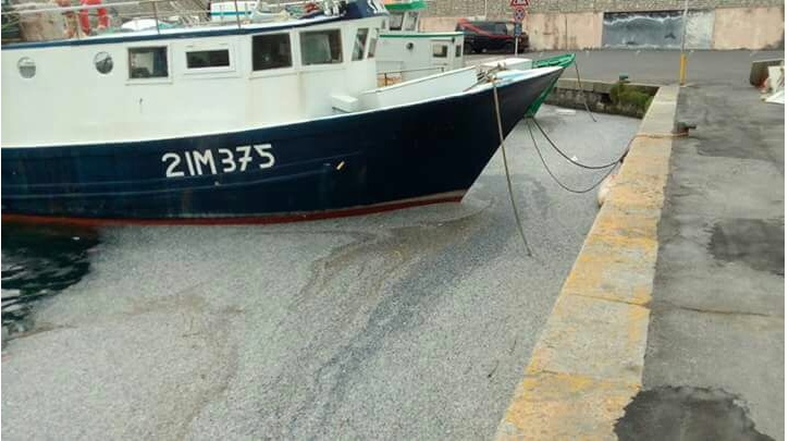 BORDIGHERA: AL PORTO SONO ARRIVATE LE “VELELLE”
