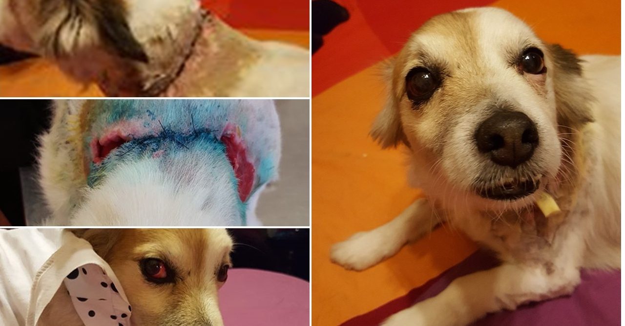 CANE AGGREDITO DA UN ROTTWEILLER a  Oneglia : L’appello della proprietaria di Ghost