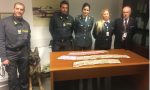 CANE ANTIVALUTA DELLA FINANZA "BLOCCA" ALL'AEROPORTO DI GENOVA PASSEGGERO CON 55MILA EURO IN CONTANTI.