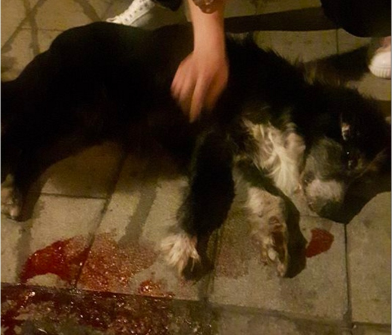 TROVATO IN UNA POZZA DI SANGUE E SOCCORSO DOPO UN’ORA E MEZZA DI AGONIA: ECCO IL CANE CHE HA FATTO COMMUOVERE SANREMO