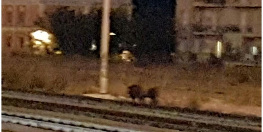 CINGHIALI IN STAZIONE fuggono all’arrivo del treno