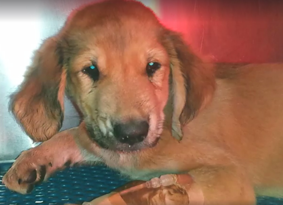 MORTO IL CUCCIOLO REGALATO A NATALE E GETTATO NELLA SPAZZATURA, PERCHE’ MALATO