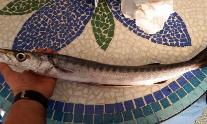 Cambiamenti climatici: pescato un barracuda al largo di Porto Maurizio