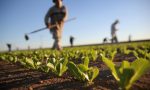 Giovani e lavoro, la crisi colpisce duramente: a rischio un'azienda agricola su quattro