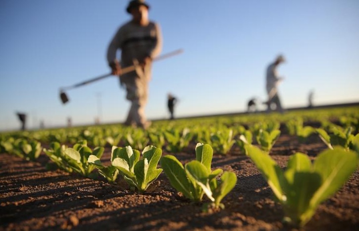 Coronavirus, si mobilitano gli agricoltori per combattere la paura: “la campagna non si ferma”