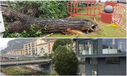 Crolla un albero dall'aiuola di Largo Torino a Ventimiglia
