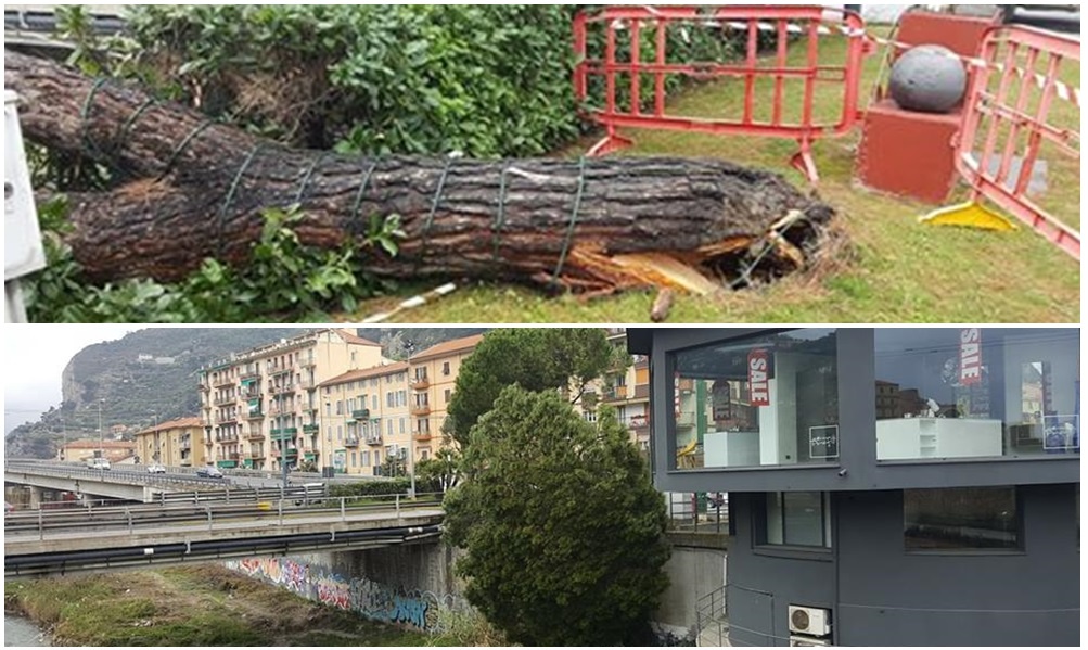 Crolla un albero dall’aiuola di Largo Torino a Ventimiglia