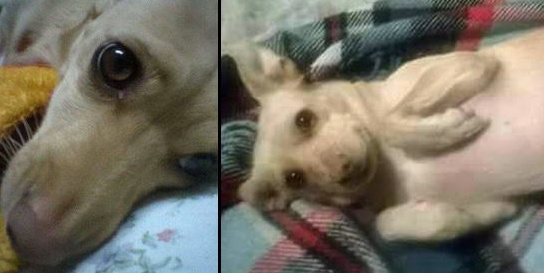 Domenica a Imperia corteo animalista pro Lola, la cagnetta barbaramente uccisa