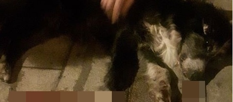 E’ MORTO IL CANE TROVATO ESAMINE IERI SERA IN VIA VOLTA. NON E’ STATO INVESTITO