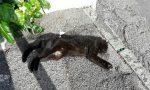 Gatto nero trovato morto in strada Solaro a Sanremo