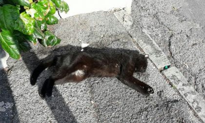 Gatto nero trovato morto in strada Solaro a Sanremo