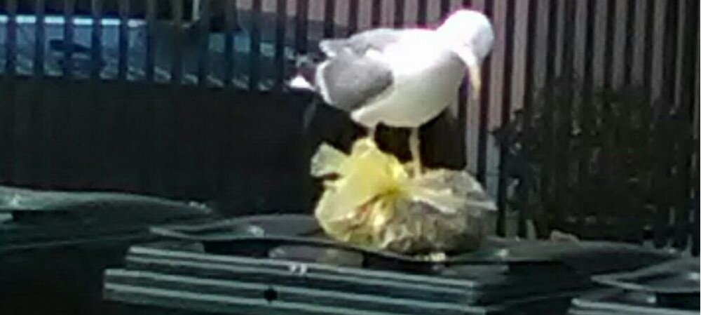 IL BUON APPETITO DELL”ENNESIMO  GABBIANO FOTOGRAFATO MENTRE CERCA CIBO IN PIAZZA SAN BERNARDO