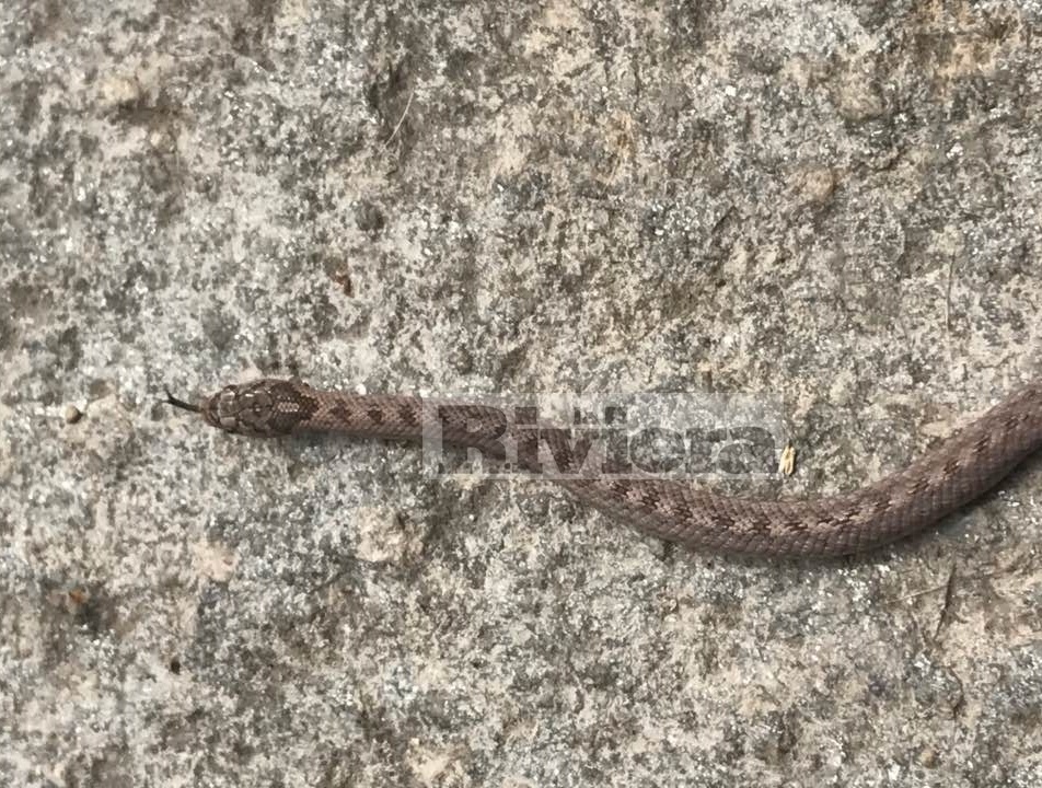 IMPERIA: FACCIA A FACCIA CON UNA VIPERA A CARAMAGNA/ VOLEVA ENTRARE IN GIARDINO, L’HO UCCISA