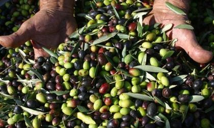 Boom di olive con il Dna controllato cultivar taggiasca