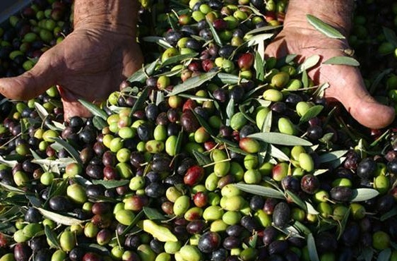Il Comitato Salvataggiasca: “La cultivar taggiasca per l’economia del territorio vale oltre 70 milioni all’anno”