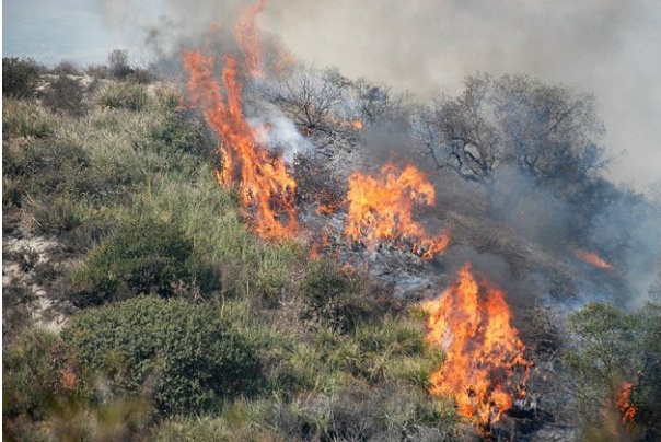 Incendio brucia mille ettari di oliveto e altrettanti di sterpaglie tra Civezza e Santa Brigida