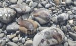 VENTIMIGLIA: SCOPERTI ALCUNI RARI MOLLUSCHI PLANCTONICI SULLA SPIAGGIA/ E' SUBITO SCALPORE