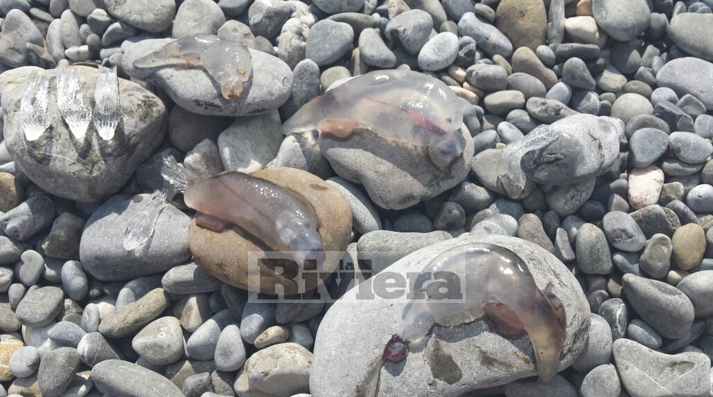 VENTIMIGLIA: SCOPERTI ALCUNI RARI MOLLUSCHI PLANCTONICI SULLA SPIAGGIA/ E’ SUBITO SCALPORE