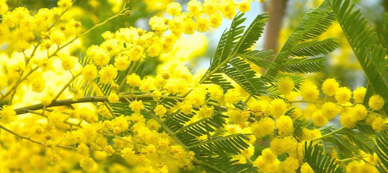 Ottima annata per la mimosa