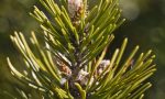 Plastica dagli aghi di pino: ecologica e profumata, la scoperta di un gruppo di ricercatori