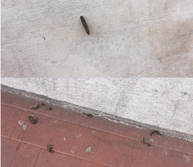 “Processionaria” a Diano Marina, si invita alla massima attenzione