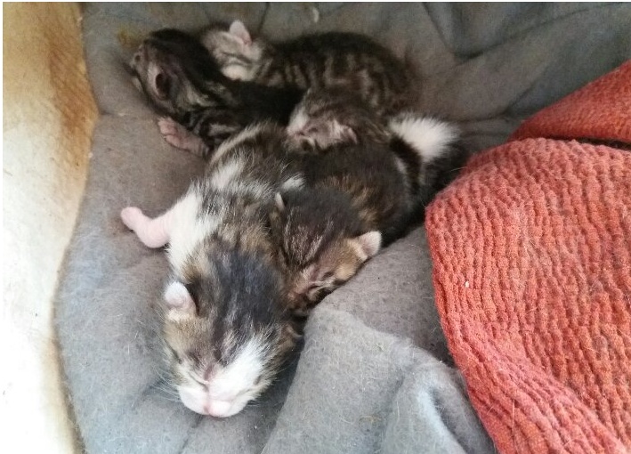 QUATTRO GATTINI IN CERCA DI CASA/ VISIBILI A TAGGIA