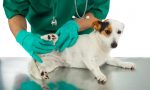 Riva Ligure, confermata la convenzione per randagi e pronto soccorso veterinario