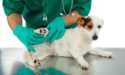 Concorso Asl per veterinari