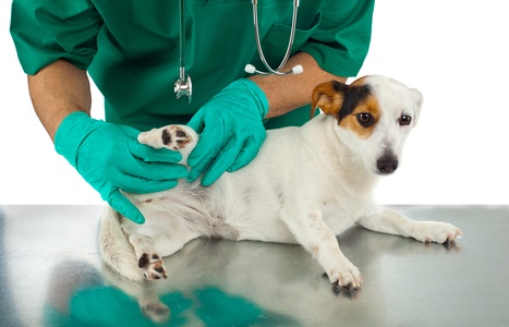 Riva Ligure, confermata la convenzione per randagi e pronto soccorso veterinario