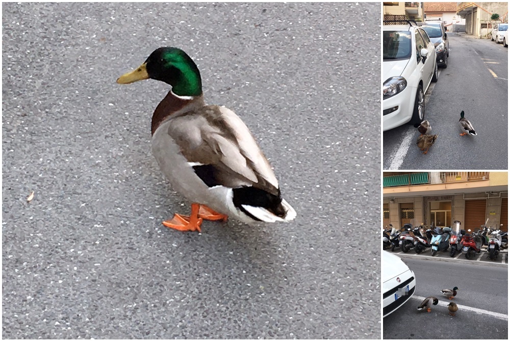 SANREMO: I RESIDENTI DI SAN MARTINO “ADOTTANO” UNA COLONIA DI ANATRE/ FOTO