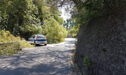 Sanremo, albero si abbatte sulla strada