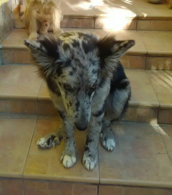 Ritrovata la cucciola smarrita a Diano San Pietro: “Grazie a tutti per l’aiuto”