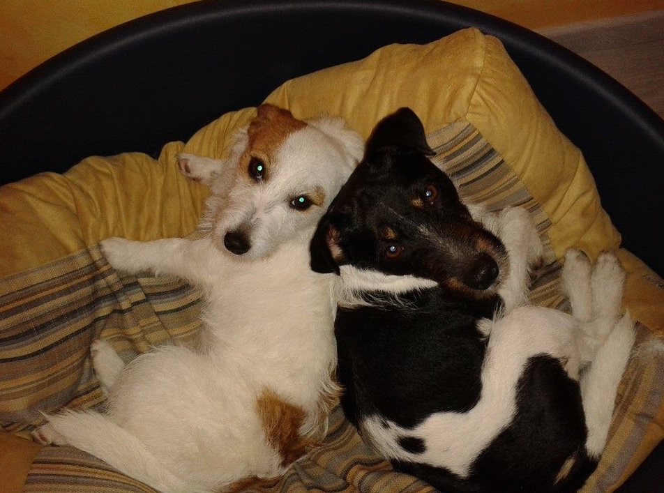 Smarriti due cani in zona Poggio, li avete visti?
