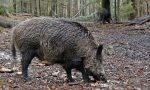 Sul Montenero una battuta straordinaria di caccia al cinghiale per tutta la giornata