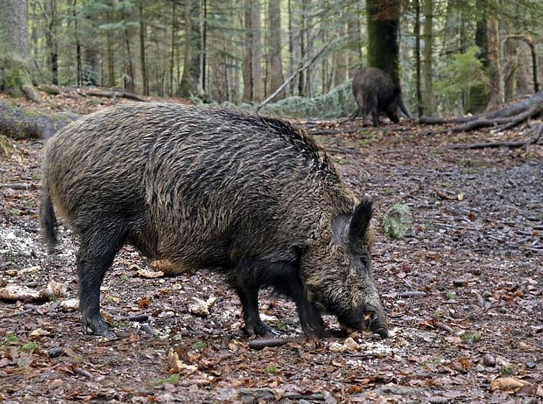 Sul Montenero una battuta straordinaria di caccia al cinghiale per tutta la giornata