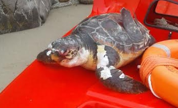 TARTARUGA MORTA TROVATA DAI BAGNINI A SANREMO