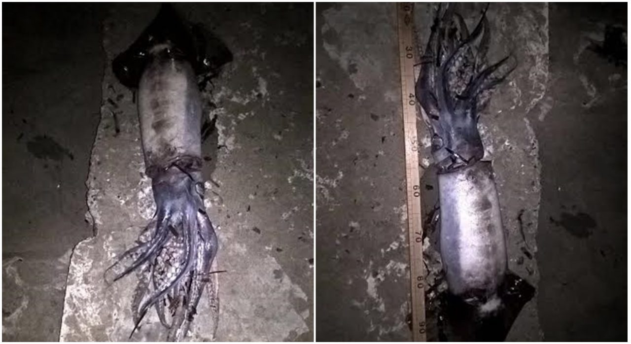 TOTANO DA RECORD SPIAGGIATO A DIANO MARINA