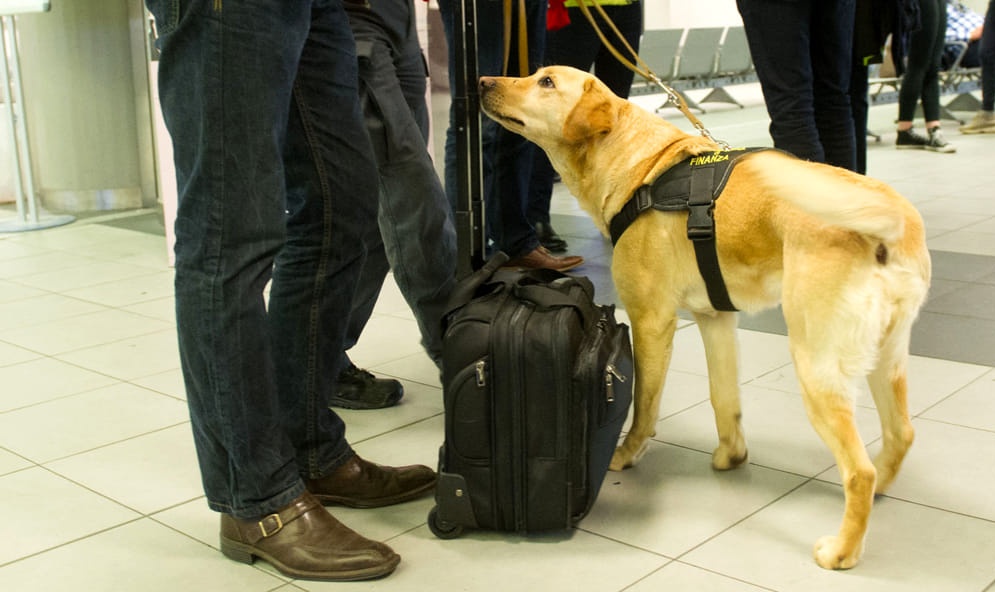 TRAFFICO ILLEGALE DI VALUTA: IL CASH-DOG DELLA FINANZA FIUTA 300MILA EURO A VENTIMIGLIA