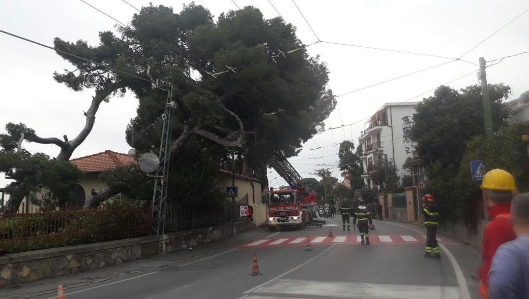 TRAFFICO IN TILT SULL’AURELIA A SANREMO PER L’ABBATTIMENTO DI UN PINO MARITTIMO