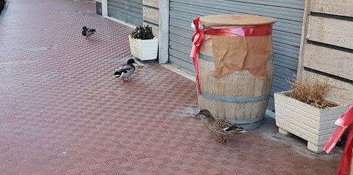 PRESA DALLA POLIZIA MUNICIPALE L’ANATRA FERITA: ORA E’ IN CURA DAL VETERINARIO